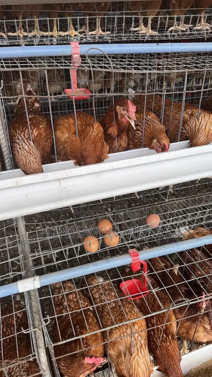 Quality Freshly Laid Farm Fresh Eggs