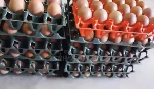 Quality Freshly Laid Farm Fresh Eggs