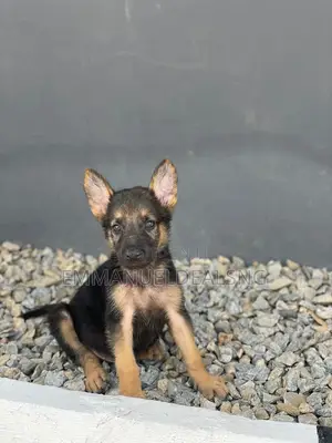 1-3 months Female Purebred German Shepherd