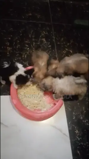 1-3 months Female Purebred Lhasa Apso