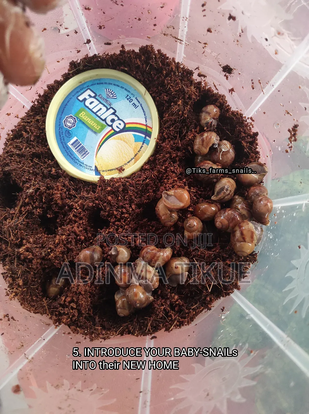 Treated Soil for Snail Farming
