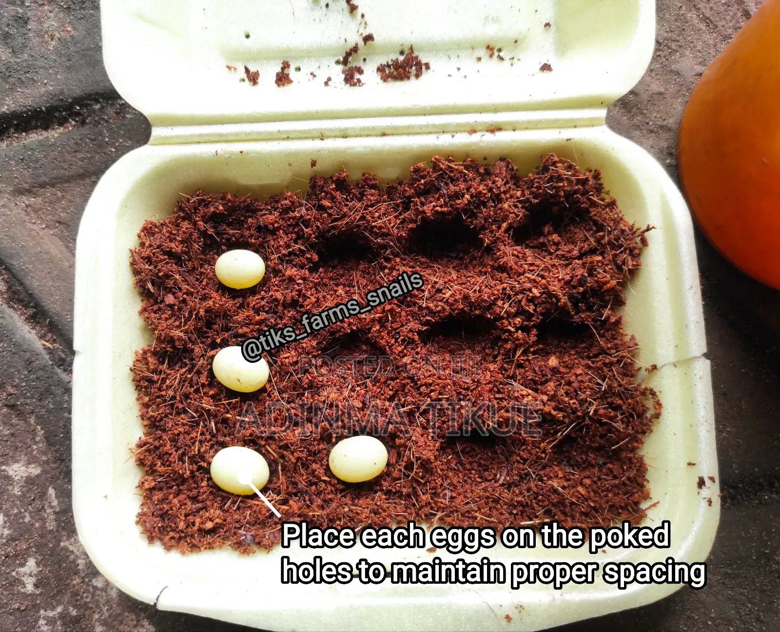 Treated Soil for Snail Farming