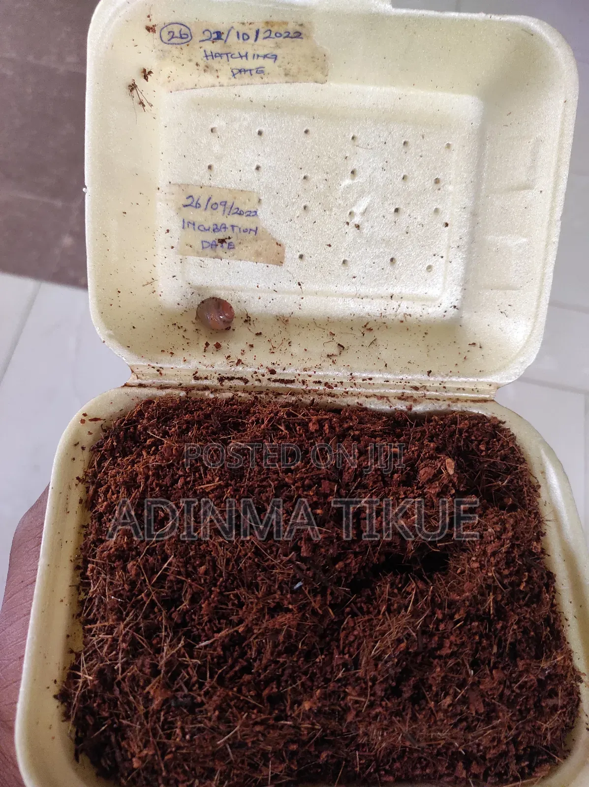Treated Soil for Snail Farming
