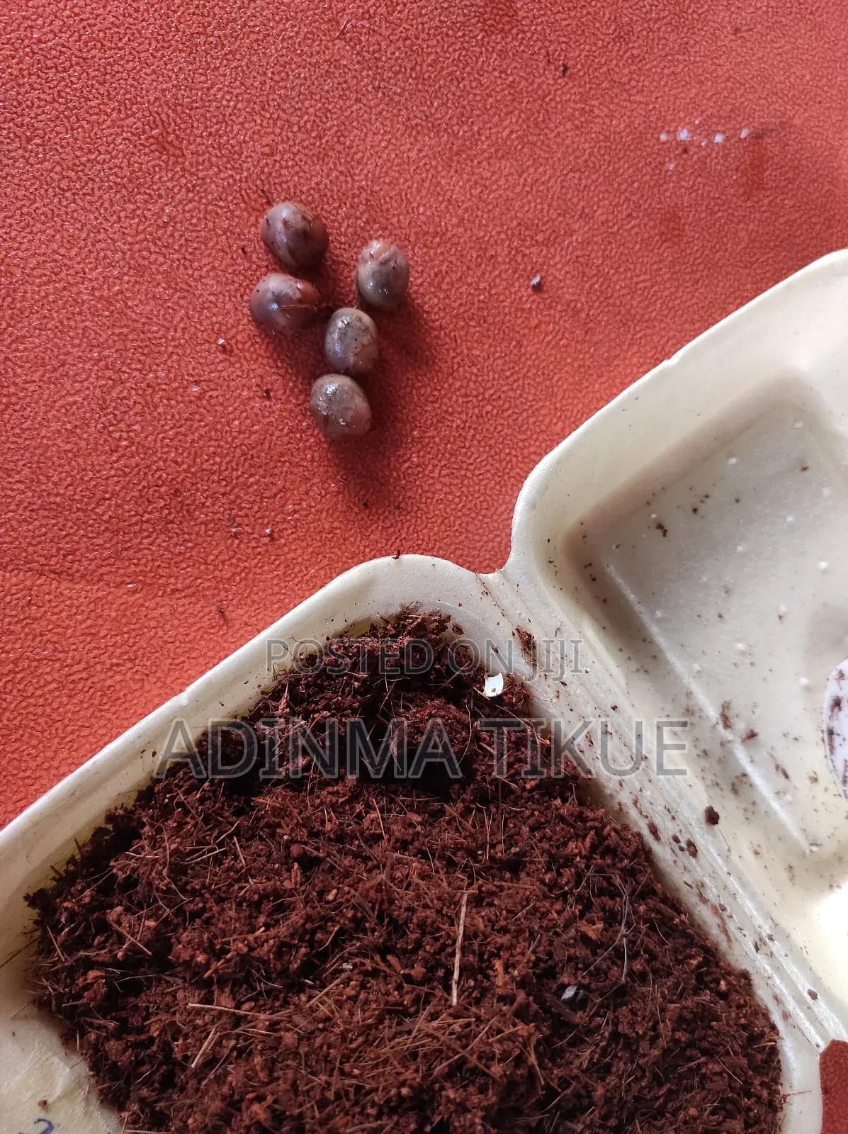 Treated Soil for Snail Farming