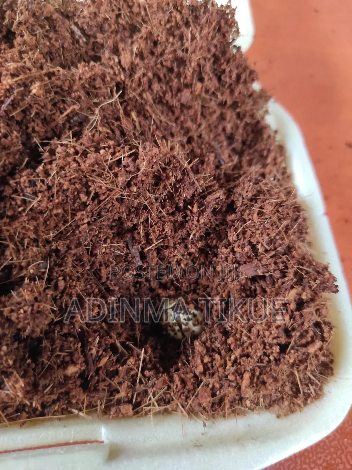 Treated Soil for Snail Farming