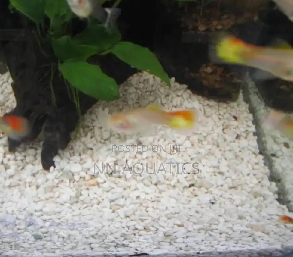 Aquarium White Gravel