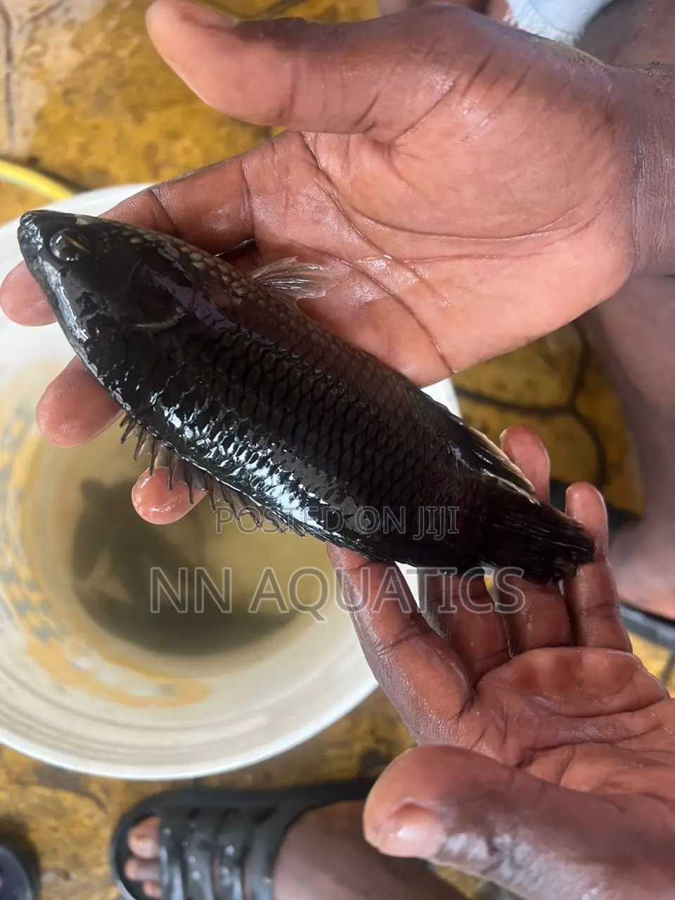 African Bush Fish