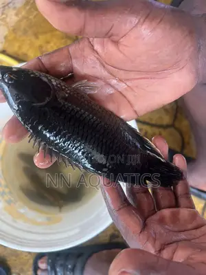 African Bush Fish