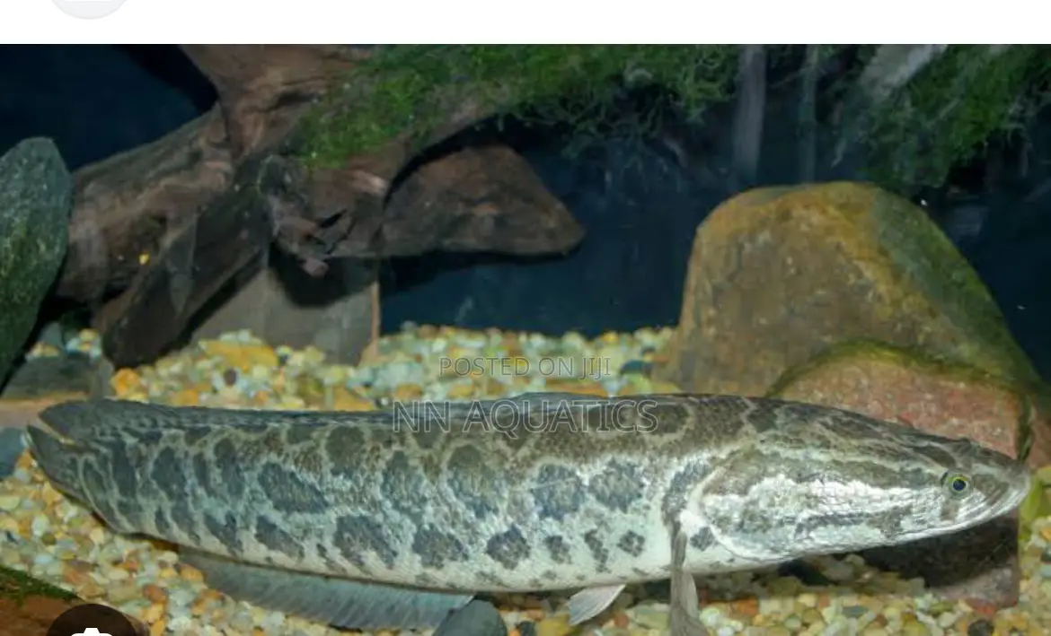 Snake Head