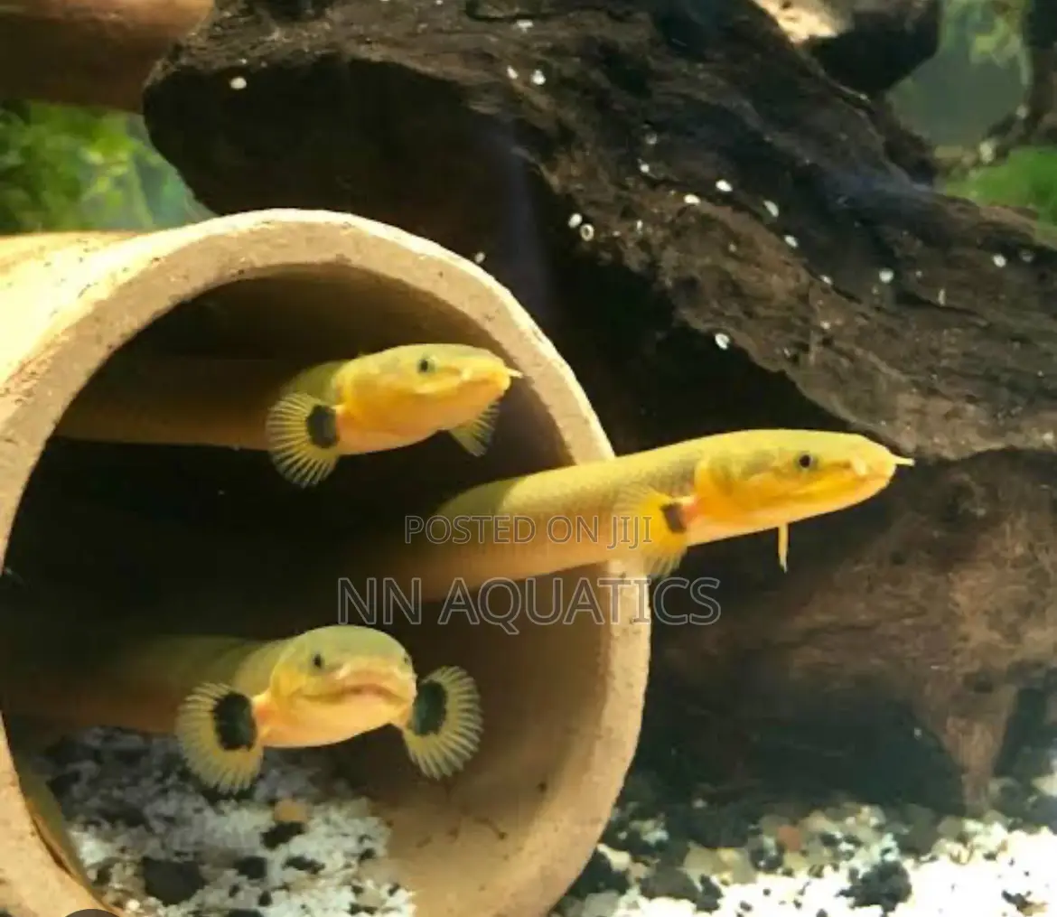 The Rope Fish