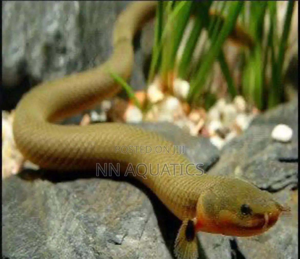 The Rope Fish