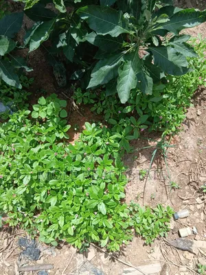5 Plots 4 Sale Awenla Ifo Ogun State