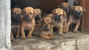 1-3 months Female Purebred Boerboel