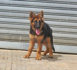 3-6 months Female Purebred German Shepherd