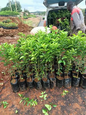 Budded Sweet Orange Seedlings