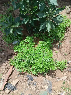 802 SQM Plot 4 Sale Cowrie Creek Estate Ikate