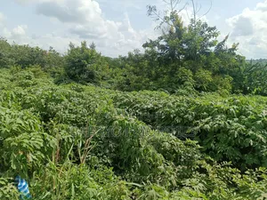 Photo - 6 Plots of Land for Sale in Benin City
