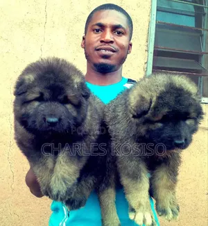 1-3 months Female Purebred Caucasian Shepherd