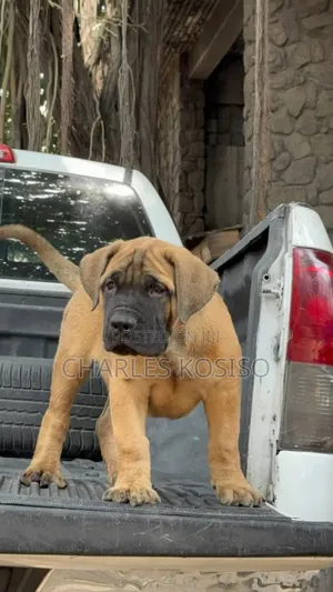 1-3 months Female Purebred Boerboel