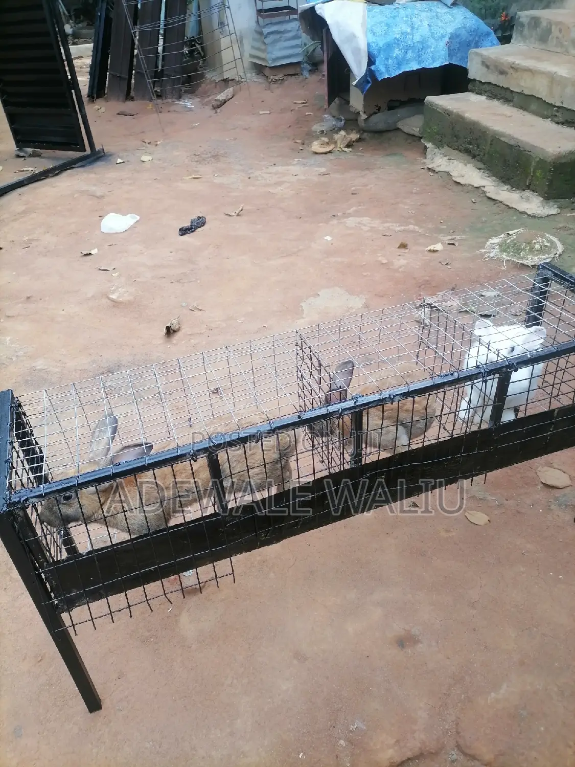 Rabbit Cage