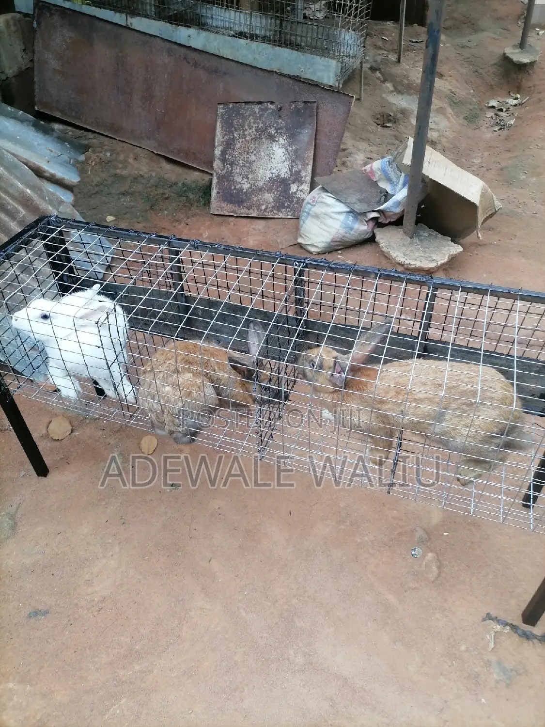 Rabbit Cage