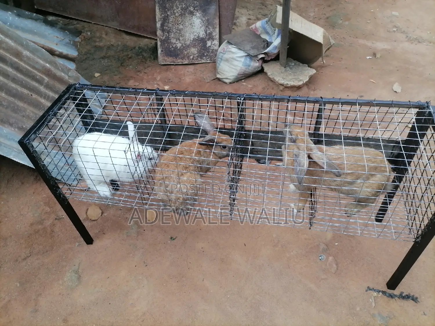Rabbit Cage