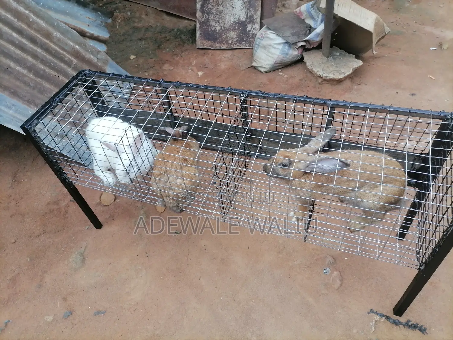Rabbit Cage