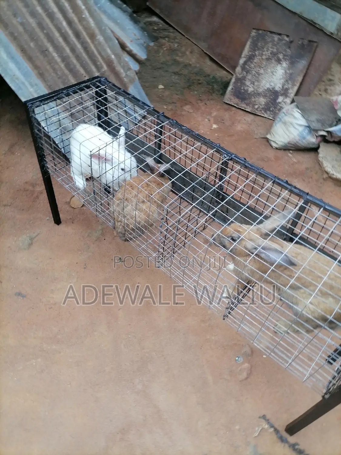 Rabbit Cage