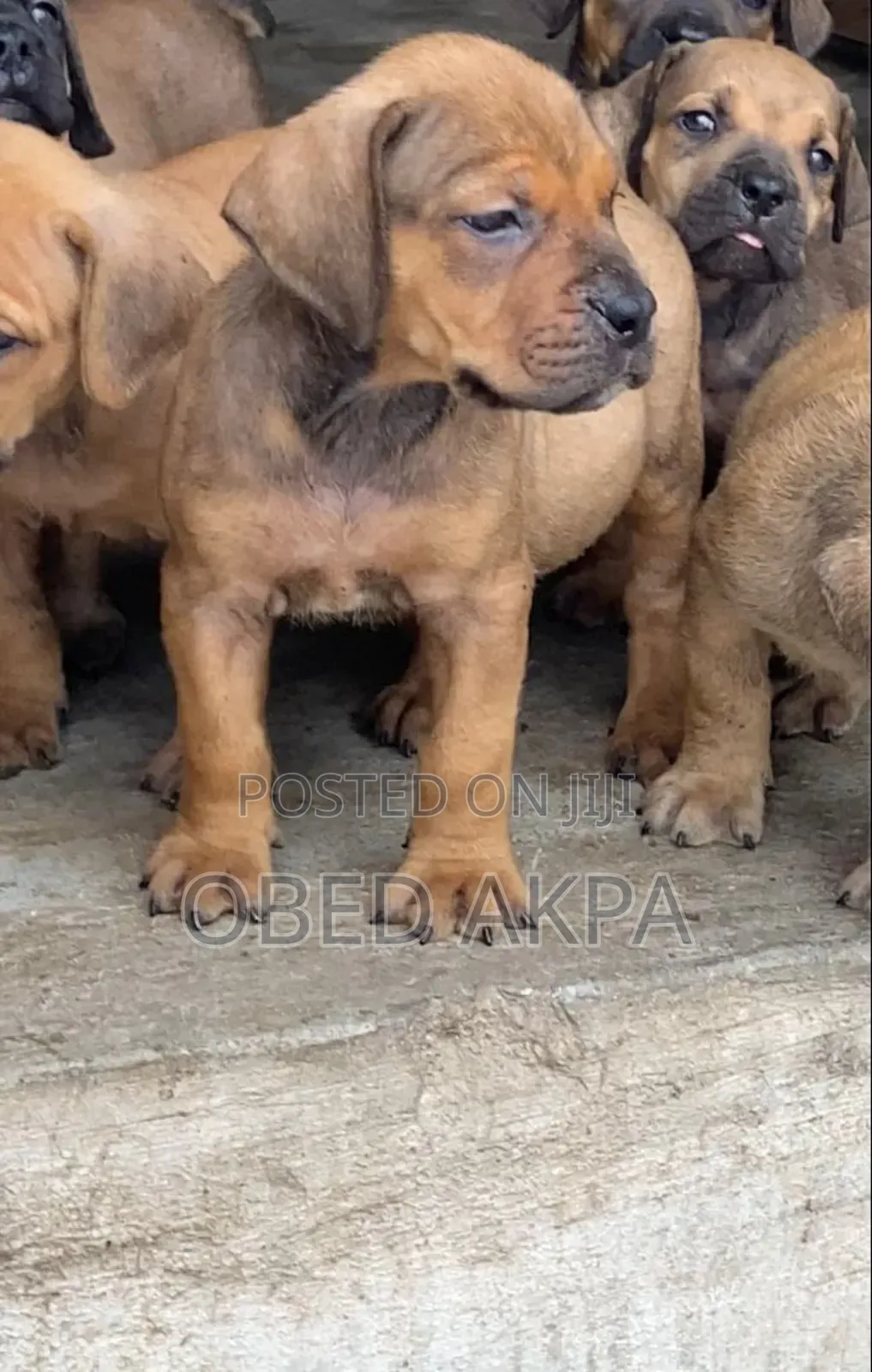 1-3 months Male Purebred Boerboel