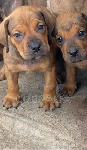 1-3 months Male Purebred Boerboel