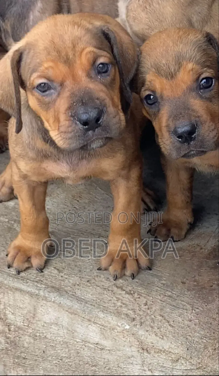 1-3 months Male Purebred Boerboel