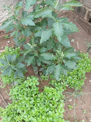 559. 330sqm Plot 4 Sale Oyadiran Estate Sabo Yaba Lagos