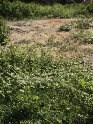 Rresidential Land at Peace Estate Soluyi Gbagada