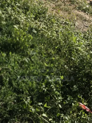 500 Square Meters Land at Banana Island Ikoyi