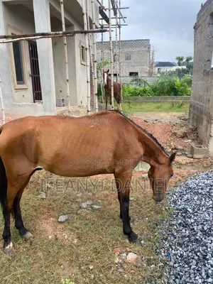 Gallant Male 2 Year Old Male Horse