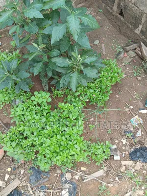 130, 000sqm (13 Hecters ) 4 Sale Maiyegun Jakande Leki