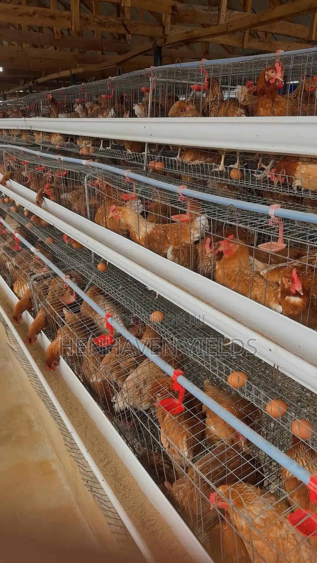 Fresh Egg Sales