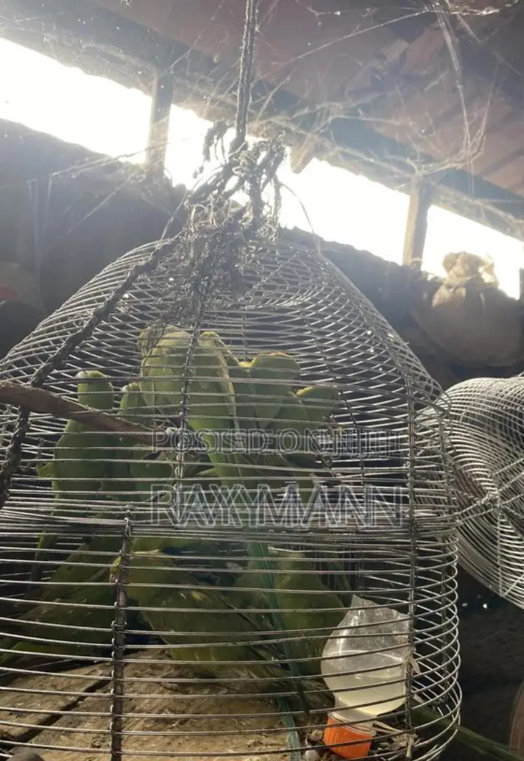 Indian Ringneck Parrots/ Parakeets