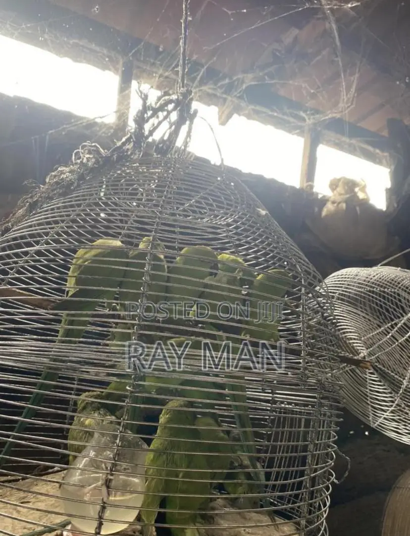 Indian Ringneck Parrots/ Parakeets