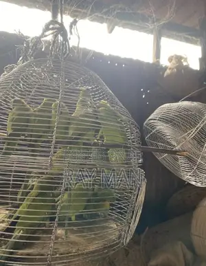 Indian Ringneck Parrots/ Parakeets