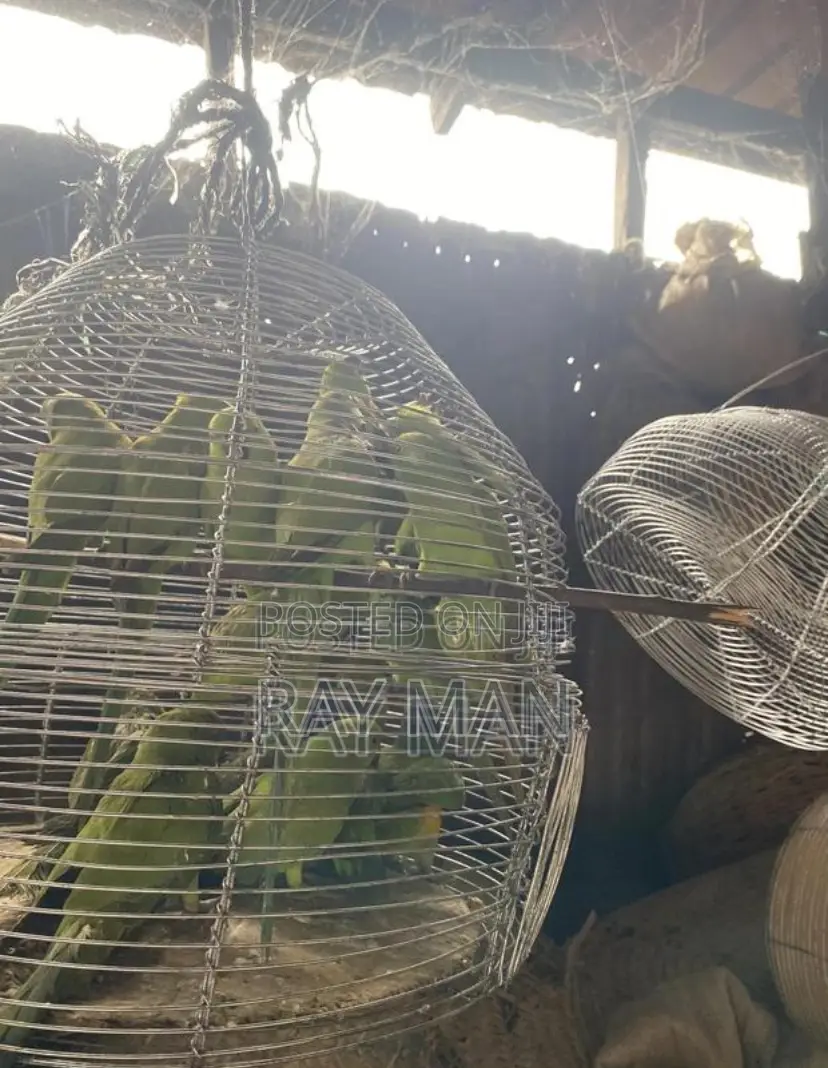 Indian Ringneck Parrots/ Parakeets