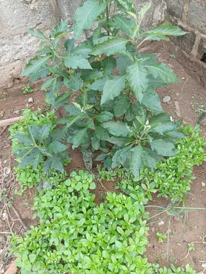 660sqm Fenced Gated 4 Sale Shasha Egbeda Alimosho Lagos