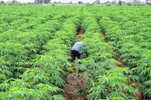 Acres of Lands for Sale