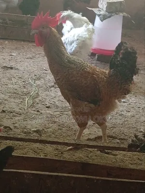 Chicken for Sell