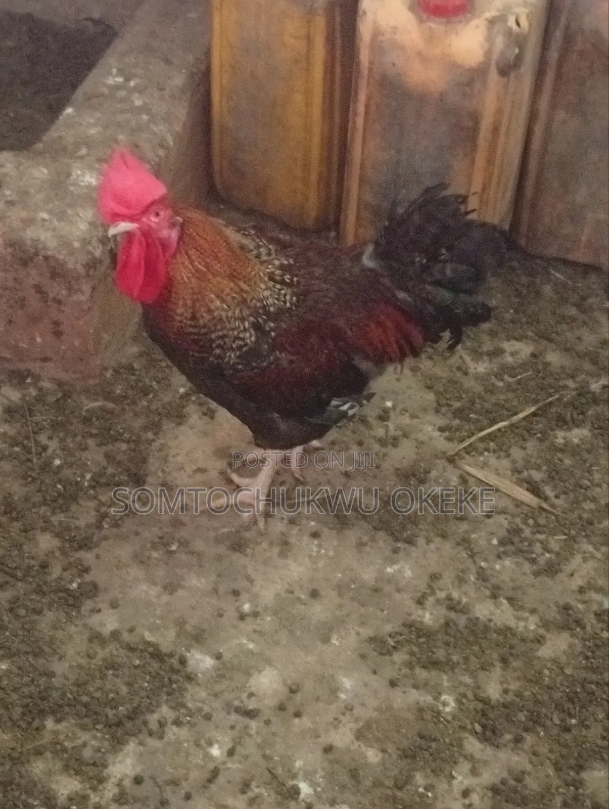 Chicken for Sell