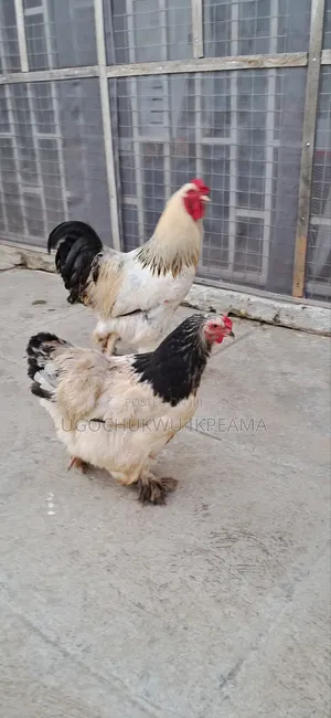 Brahma Day Old Chicks