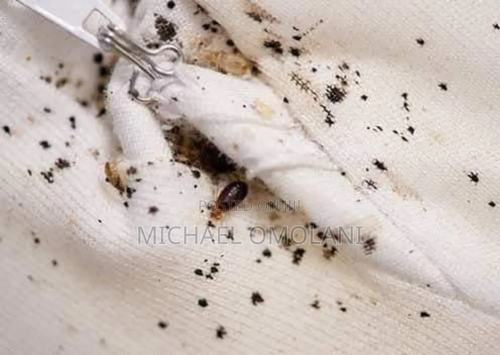 Fumigation Expect Fadeyi