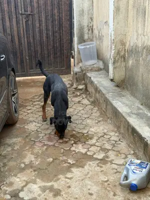 6-12 months Female Purebred Rottweiler