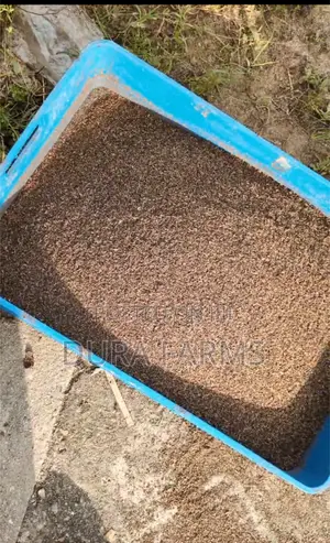 Black Soldier Fly Frass Organic Fertiliser