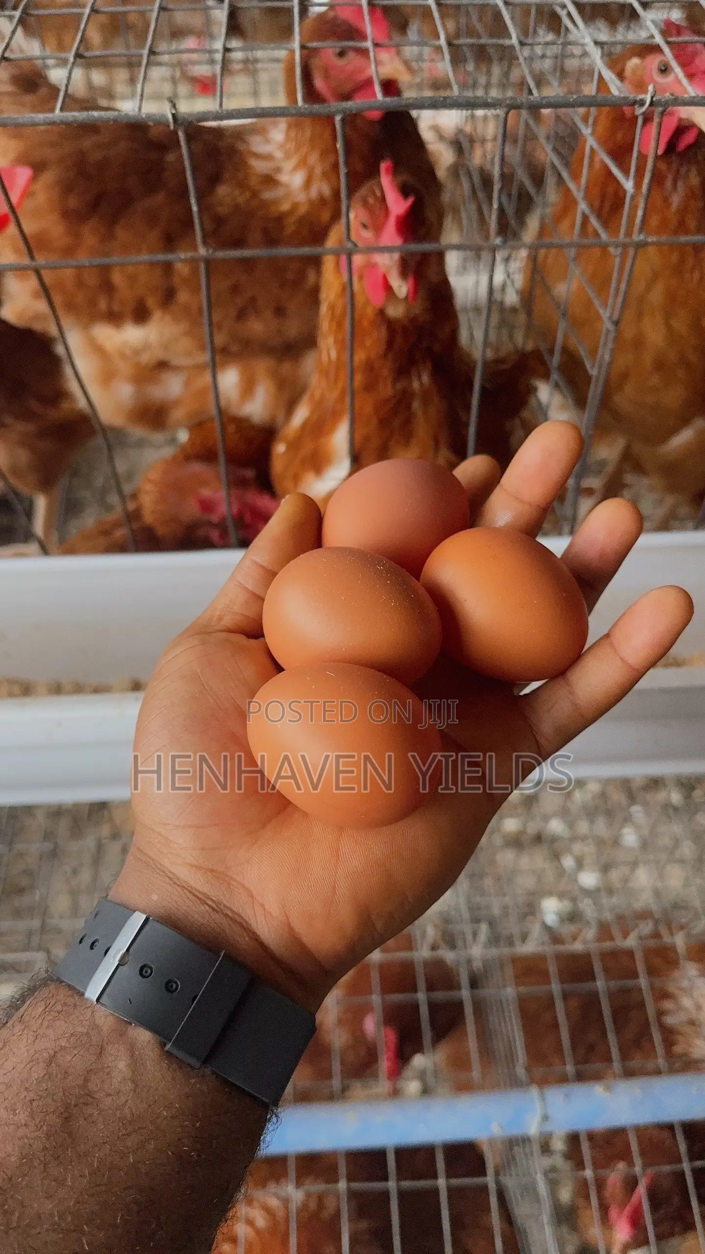 Quality Freshly Laid Farm Fresh Eggs